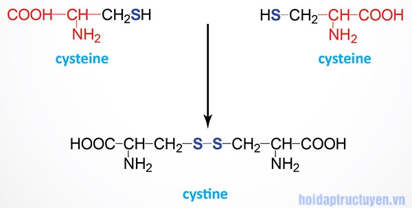 cystine là gì