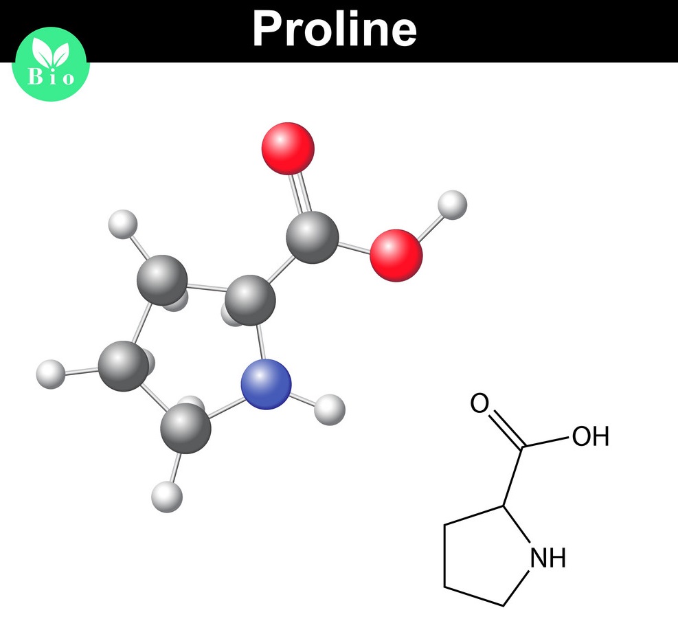 proline là gì