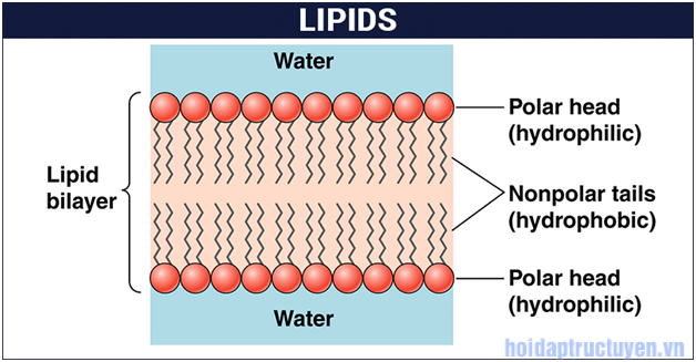 Lipids là gì