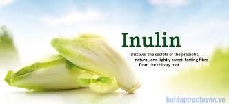 Inulin là gì?