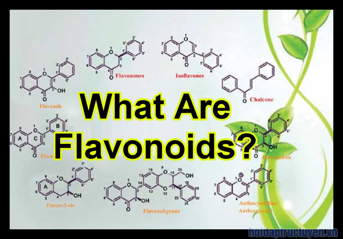 Flavonoids là gì? Có những loại nào? Tác dụng là gì?